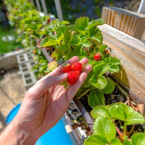 Hệ Thống Aquaponics Vận Hành Như Thế Nào?